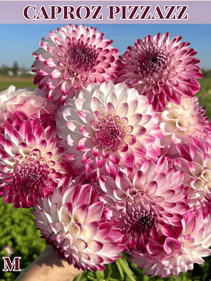 PRE VENTA!! Raíz tuberosa de dalia Caproz Pizzazz