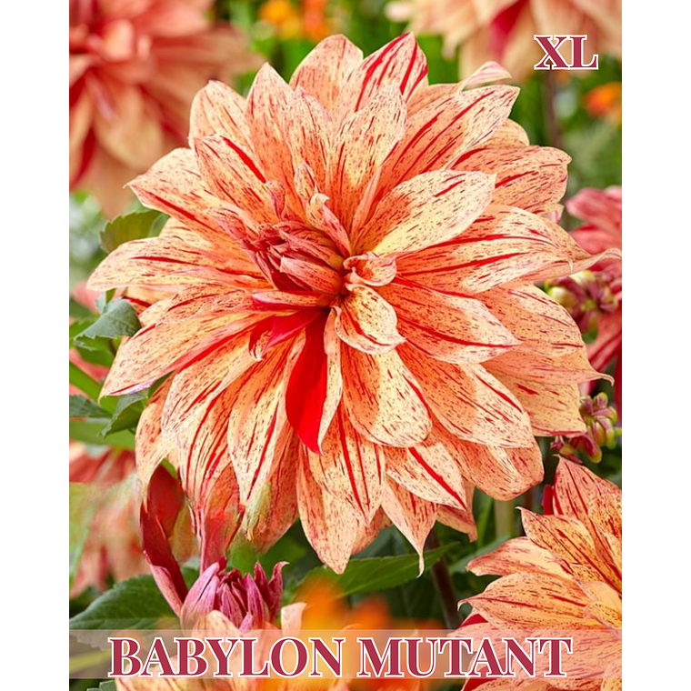 Raíz tuberosa de dalia Babylon Mutant Geel Gevlahmd 1