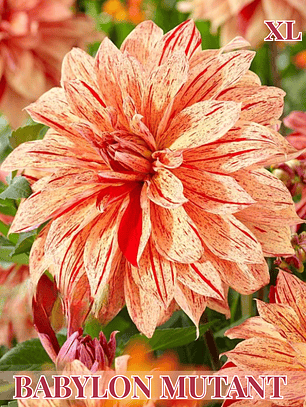 PRE VENTA!! Raíz tuberosa de dalia Babylon Mutant Geel Gevlahmd