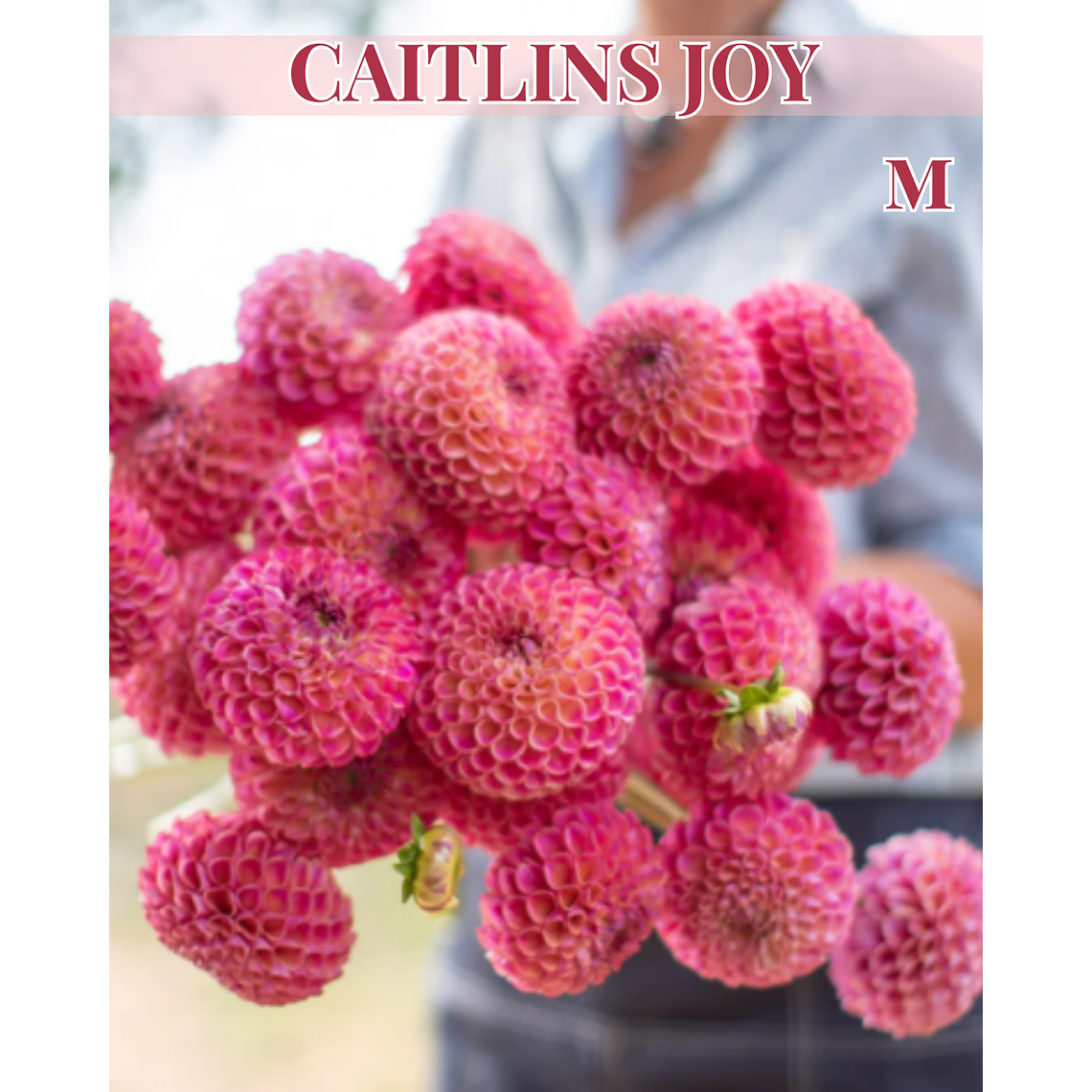 Raíz tuberosa de dalia Caitlins Joy 1