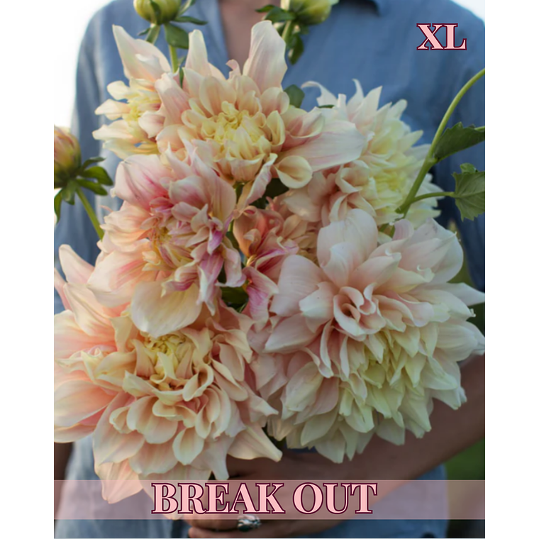 Raíz tuberosa de dalia Break Out 1