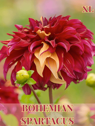 PRE VENTA!! Raíz tuberosa de dalia Bohemian Spartacus