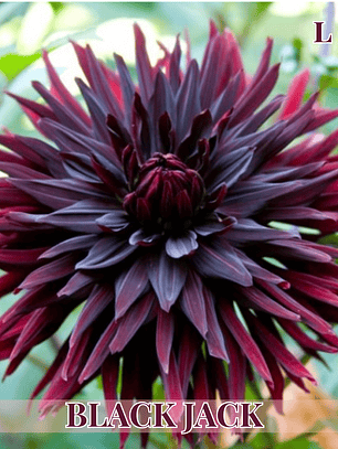 PRE VENTA!! Raíz tuberosa de dalia Black Jack