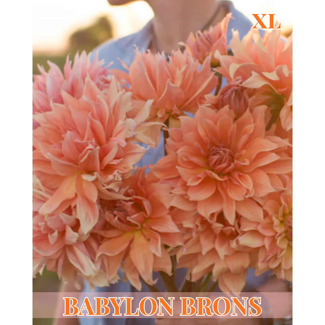 Raíz tuberosa de dalia Babylon Brons 1