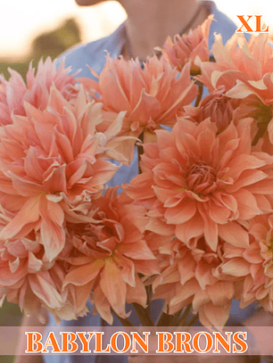 PRE VENTA!! Raíz tuberosa de dalia Babylon Brons