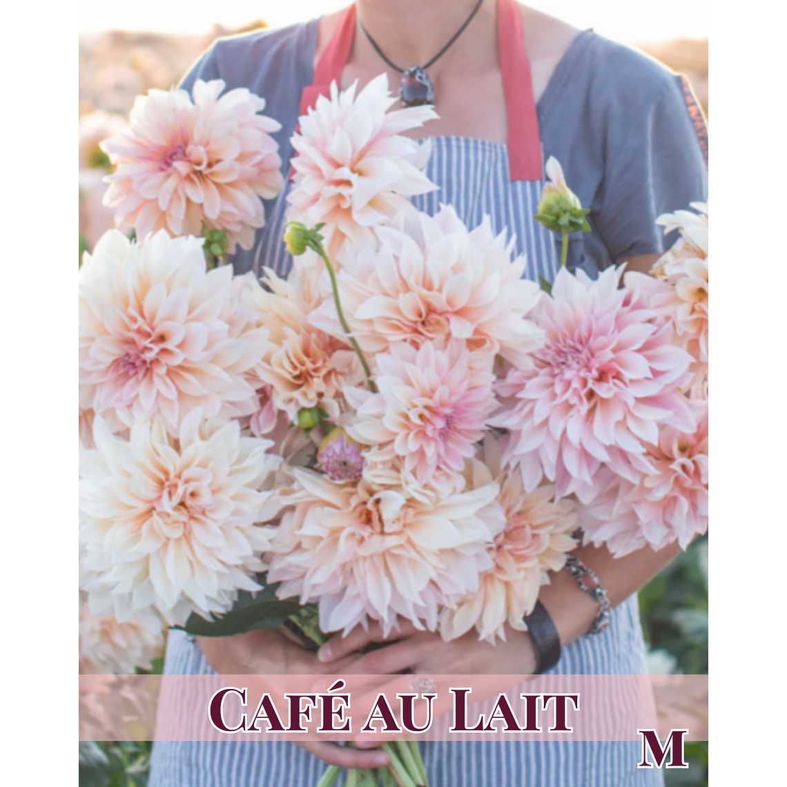 Raíz tuberosa de dalia Café Au Lait 1