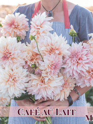 PRE VENTA!! Raíz tuberosa de dalia Café Au Lait