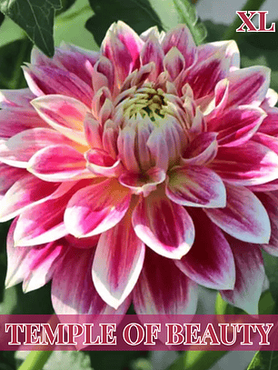 PRE VENTA!!! Raíz tuberosa de dalia Temple Of Beauty