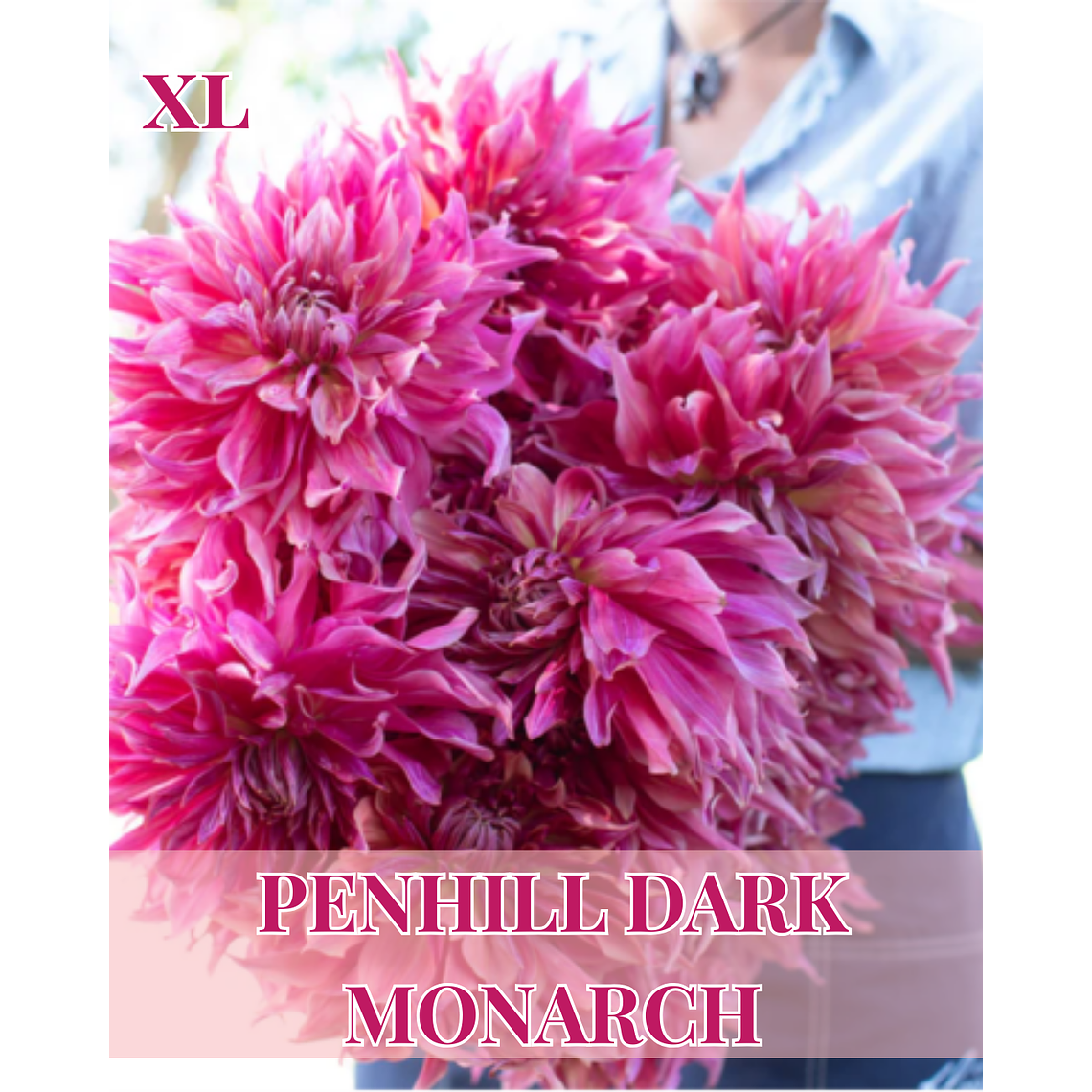 Raíz tuberosa de dalia Penhill Dark Monarch 1