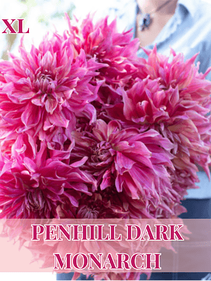 PRE VENTA!! Raíz tuberosa de dalia Penhill Dark Monarch