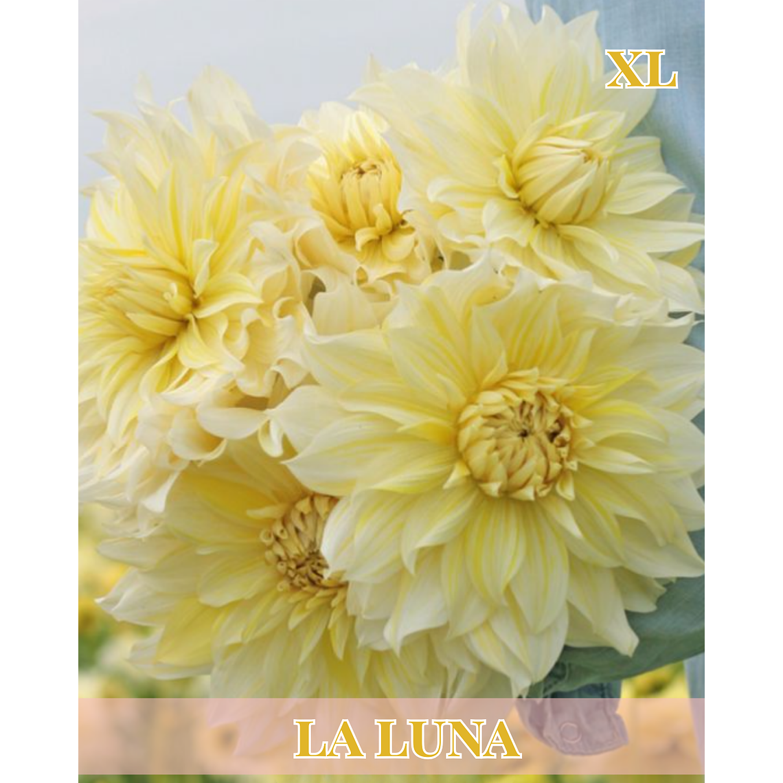 Raíz tuberosa de dalia La Luna US 1