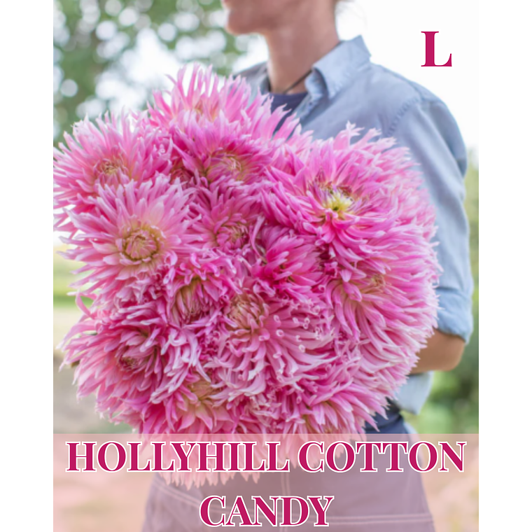 Raiz tuberosa de dalia Hollyhill Cotton Candy 1