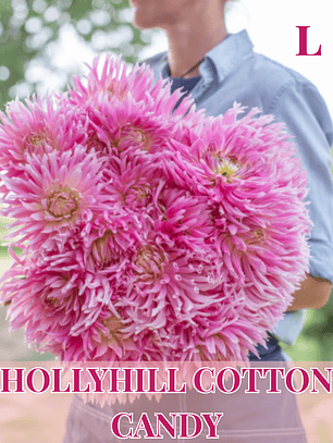PRE VENTA!! Raiz tuberosa de dalia Hollyhill Cotton Candy