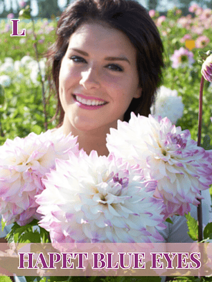 PRE VENTA!! Raíz tuberosa de dalia Hapet Blue Eyes