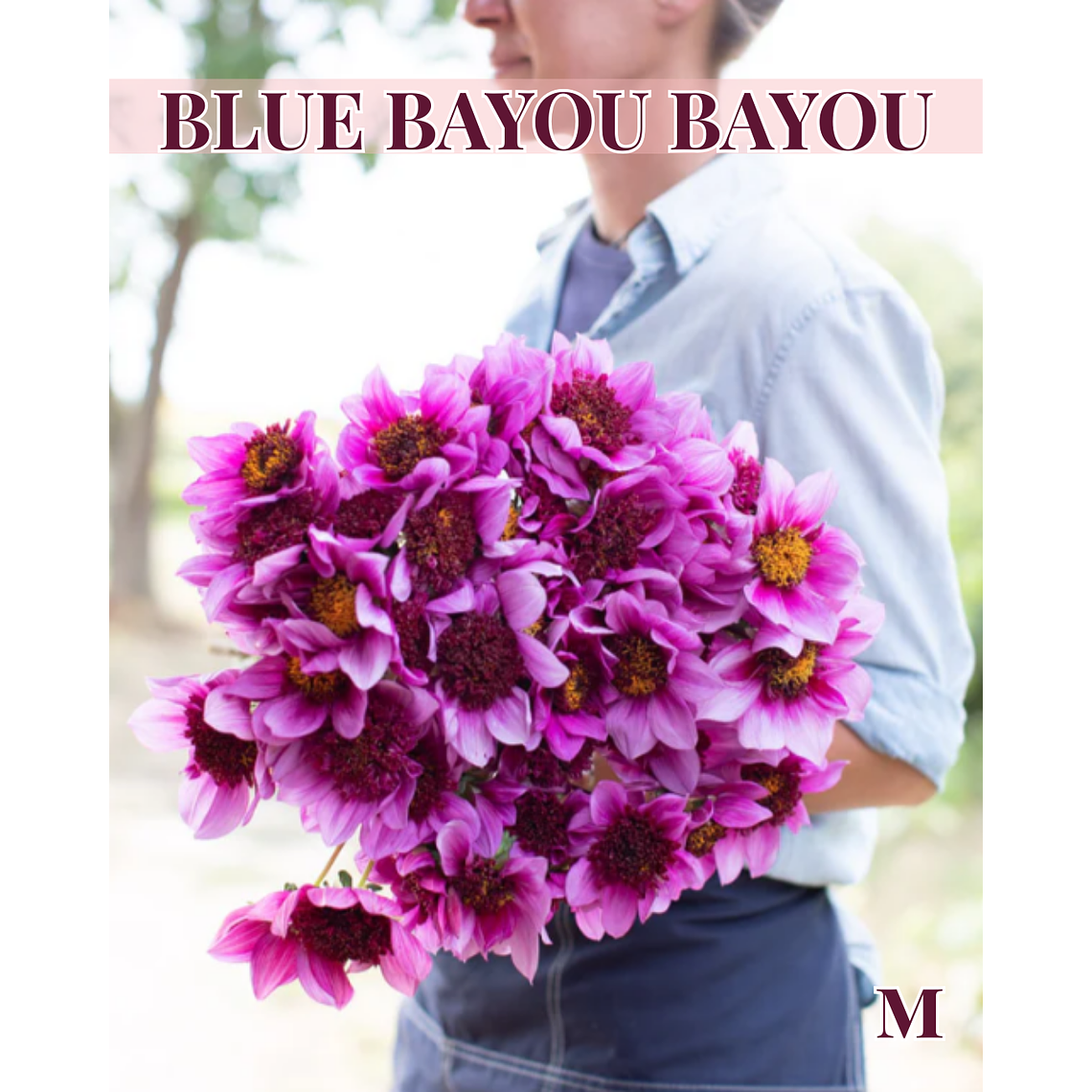 Raíz tuberosa de dalia Bayou Blue Bayou 1