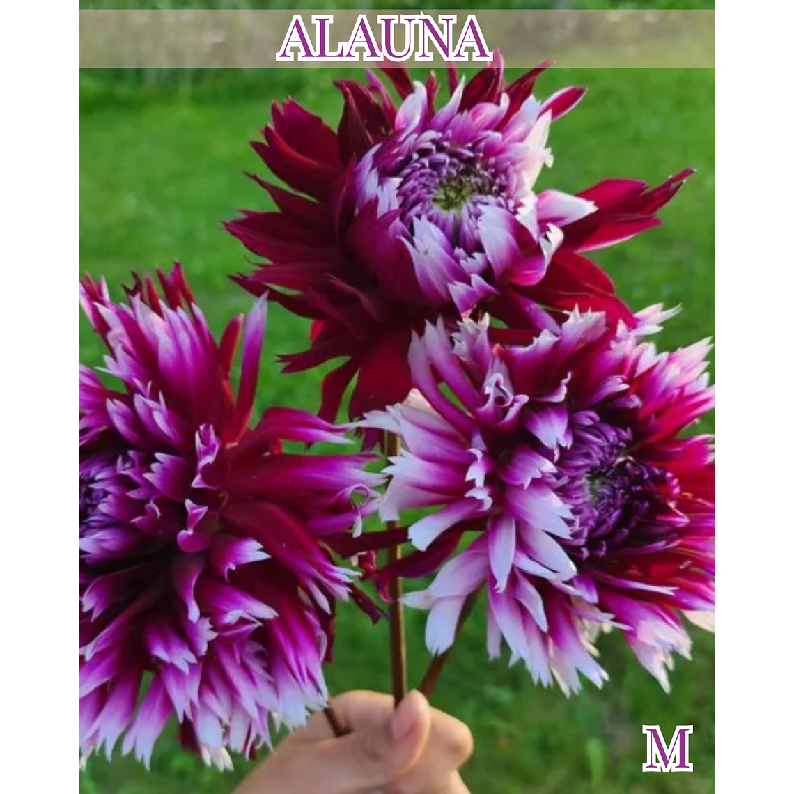 RaÍz tuberosa de dalia Alauna Clair-Obscur 1