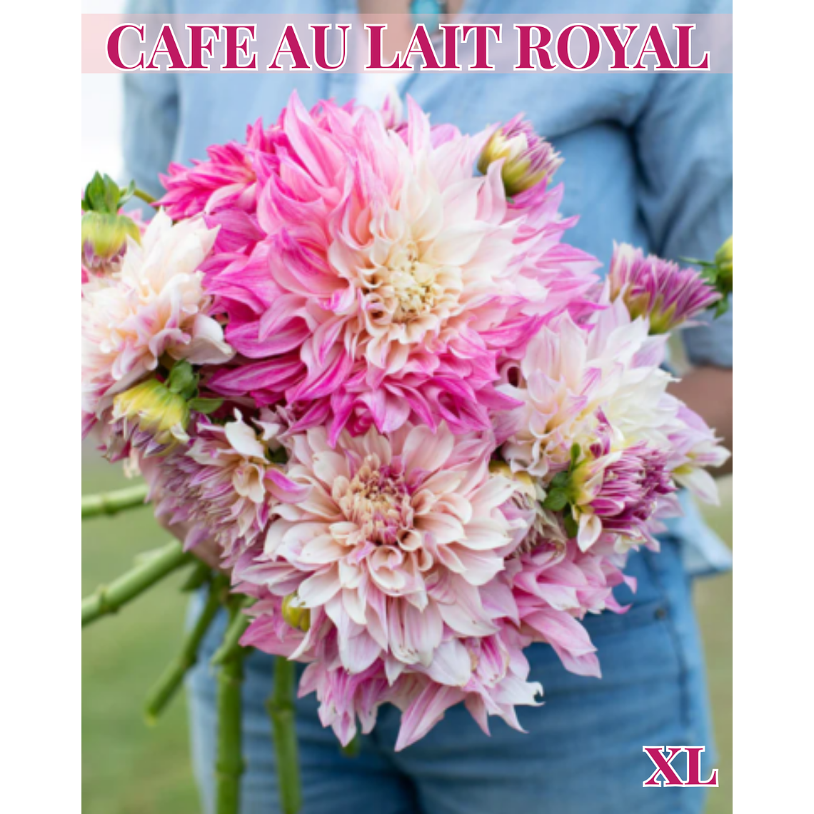 PRE VENTA!! Raíz tuberosa de dalia Café Au Lait Royal 1