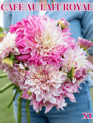 PRE VENTA!! Raíz tuberosa de dalia Café Au Lait Royal