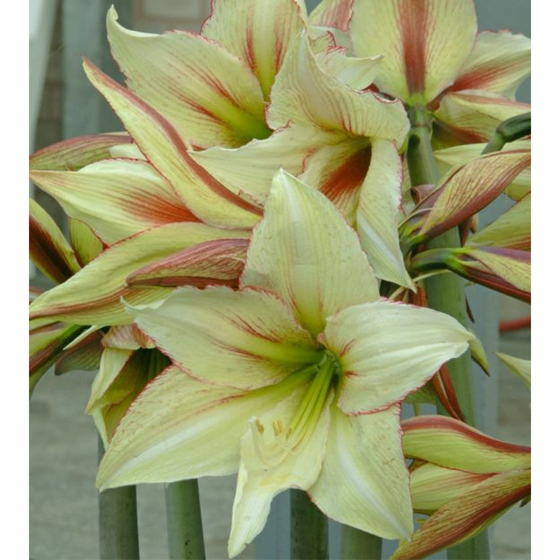 Bulbo Amaryllis Magic Green 26/28 1