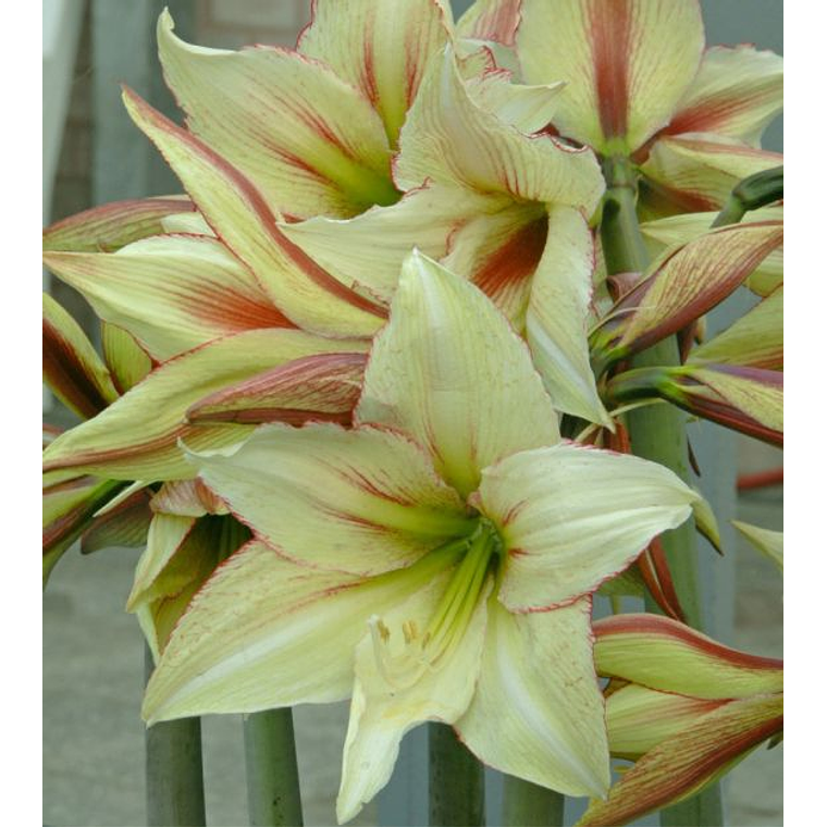 Bulbo Amaryllis Magic Green 26/28 1