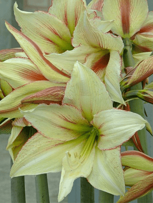 Bulbo Amaryllis Magic Green 26/28