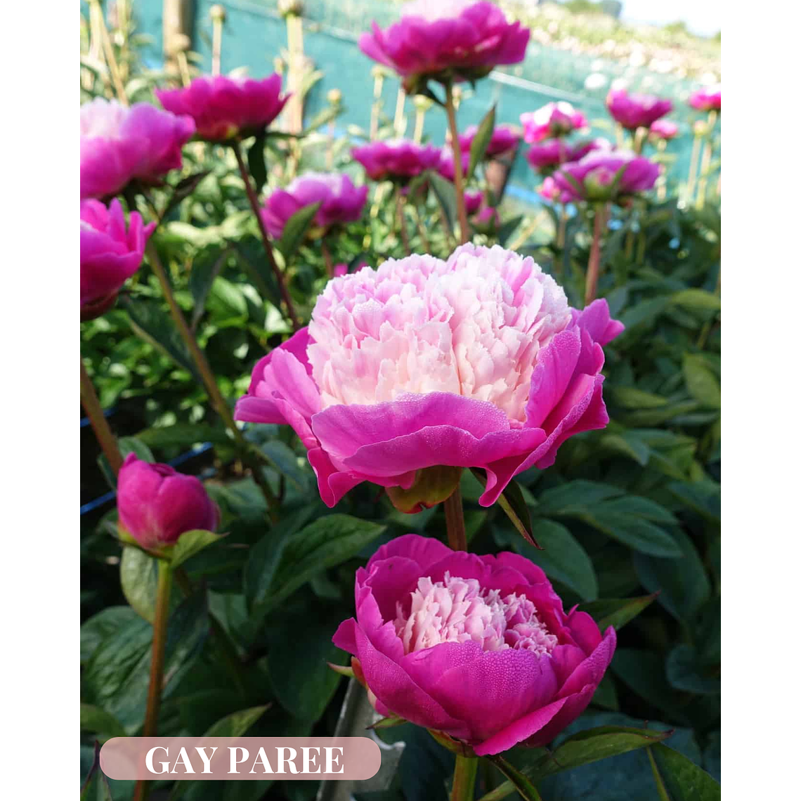 Rizoma Peonia Gay Paree 3/5 1