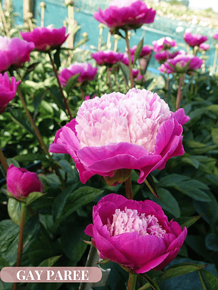 Rizoma Peonia Gay Paree 3/5