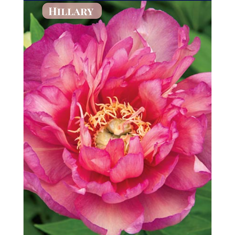 Rizoma Peonia Hillary 3/5 1