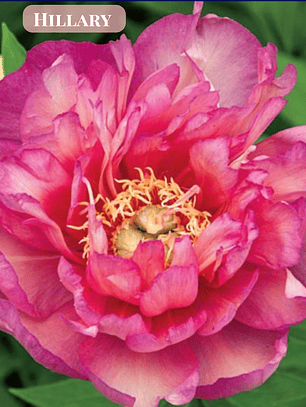 Rizoma Peonia Hillary 3/5