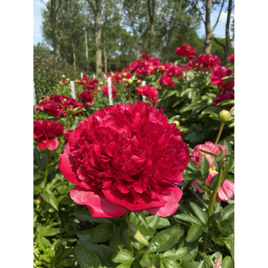 Rizoma Peonia Command Performance 3/5 1