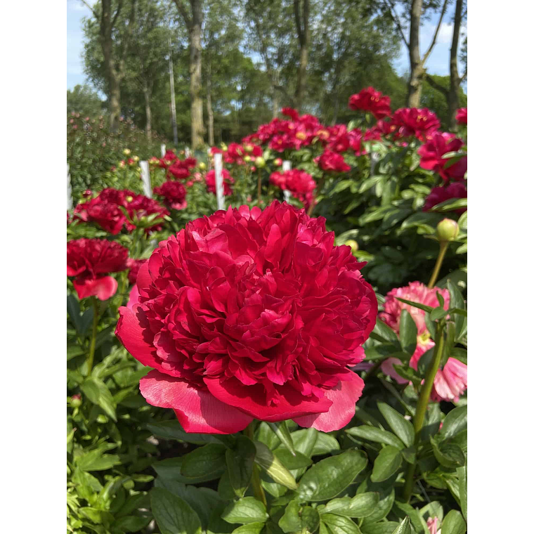 Rizoma Peonia Command Performance 3/5 1