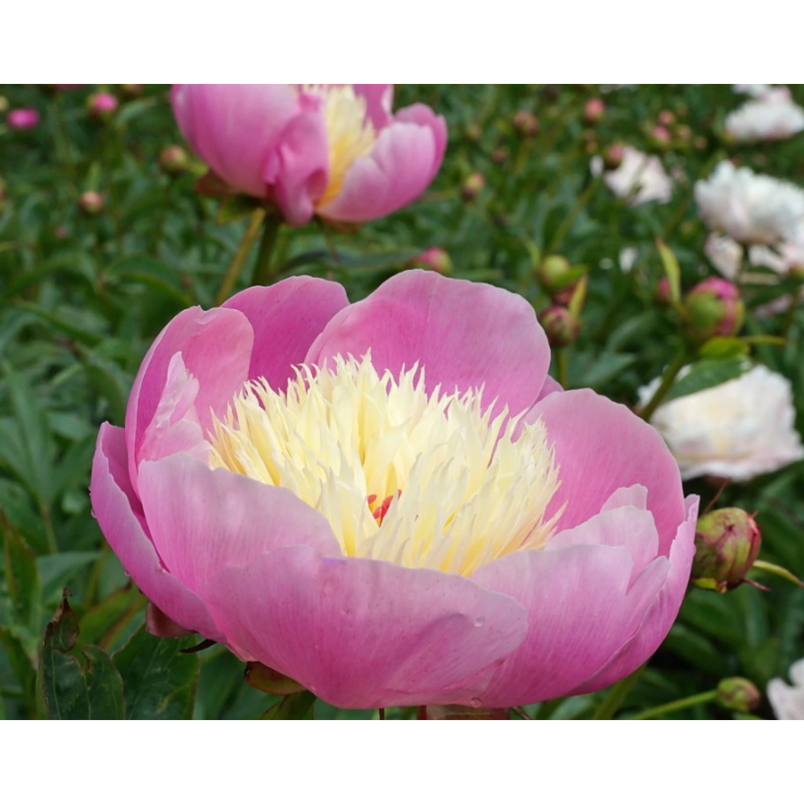 Rizoma Peonía Bowl of Beauty 3/5 1