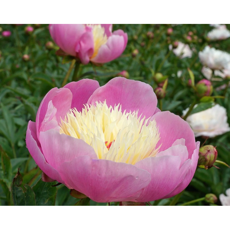 Rizoma Peonía Bowl of Beauty 3/5 1