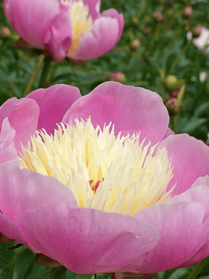 Rizoma Peonía Bowl of Beauty 3/5