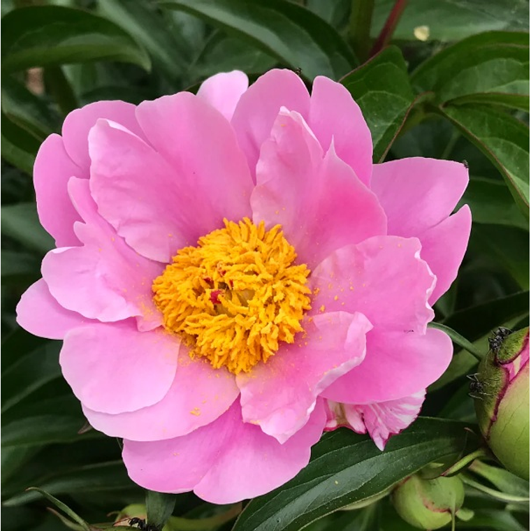 Rizoma Peonía Nymphe 3/5 1