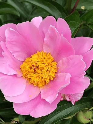 Rizoma Peonía Nymphe 3/5