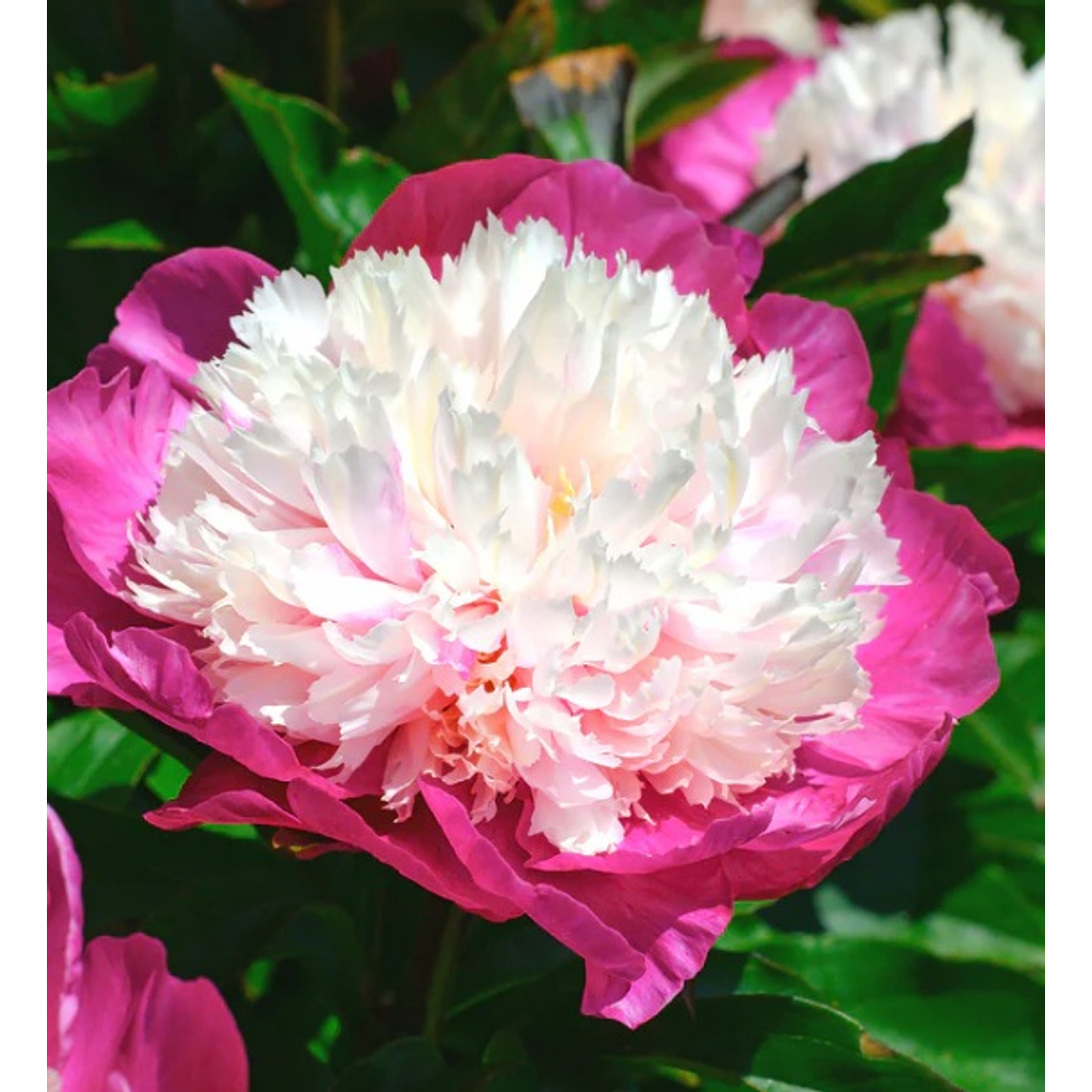 Rizoma Peonia White Cap 2/3 1