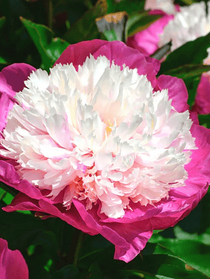 Rizoma Peonia White Cap 2/3