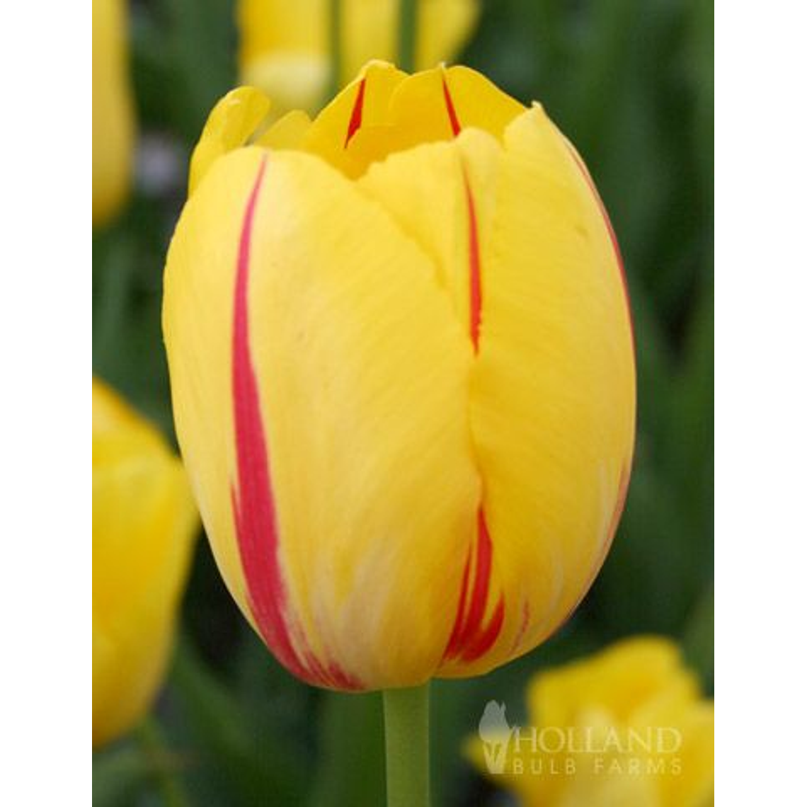 Bulbo Tulipán Washington 12+ 2