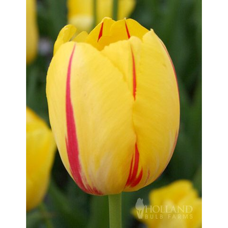 Bulbo Tulipán Washington 12+ 2