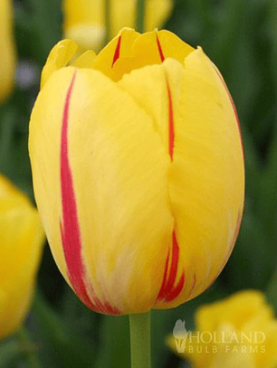 Bulbo Tulipán Washington 12+