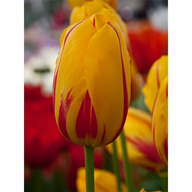 Bulbo Tulipán Washington 12+ 3