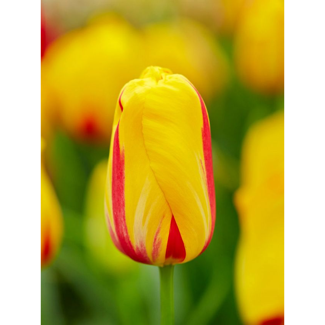 Bulbo Tulipán Washington 12+ 4