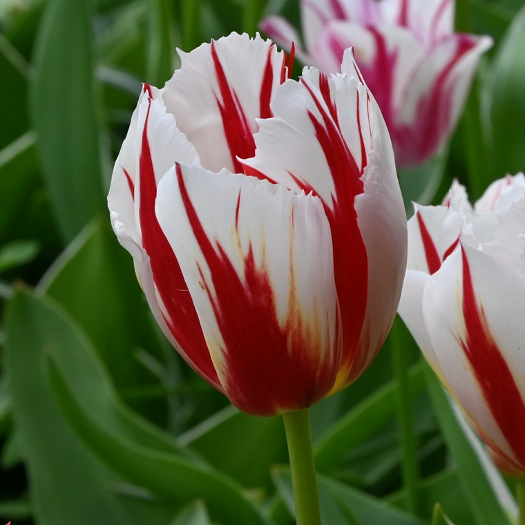 Bulbo Tulipán Happy Generation 12+ 3