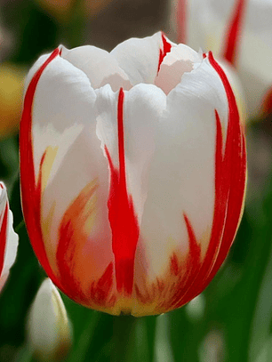 Bulbo Tulipán Happy Generation 12+