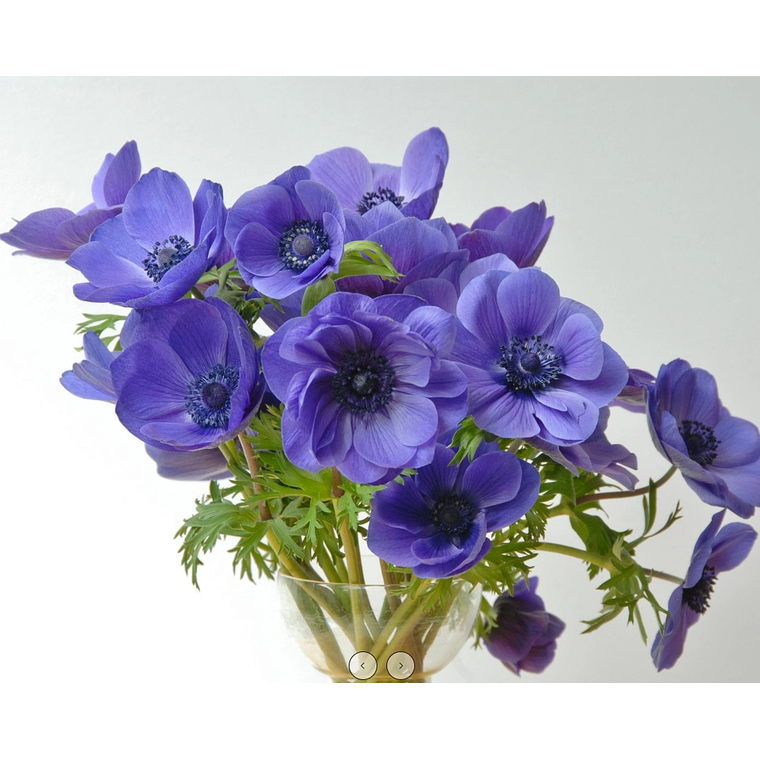 Cormo anemona Mr. Fokker 4/5 2