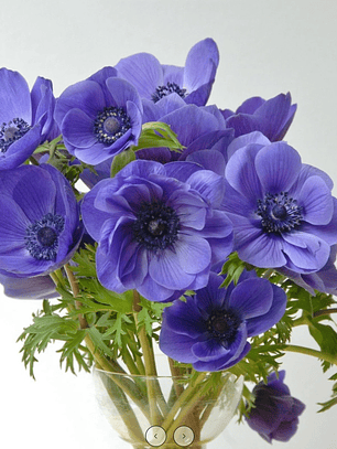 Anemonas Mr. Fokker 4/5