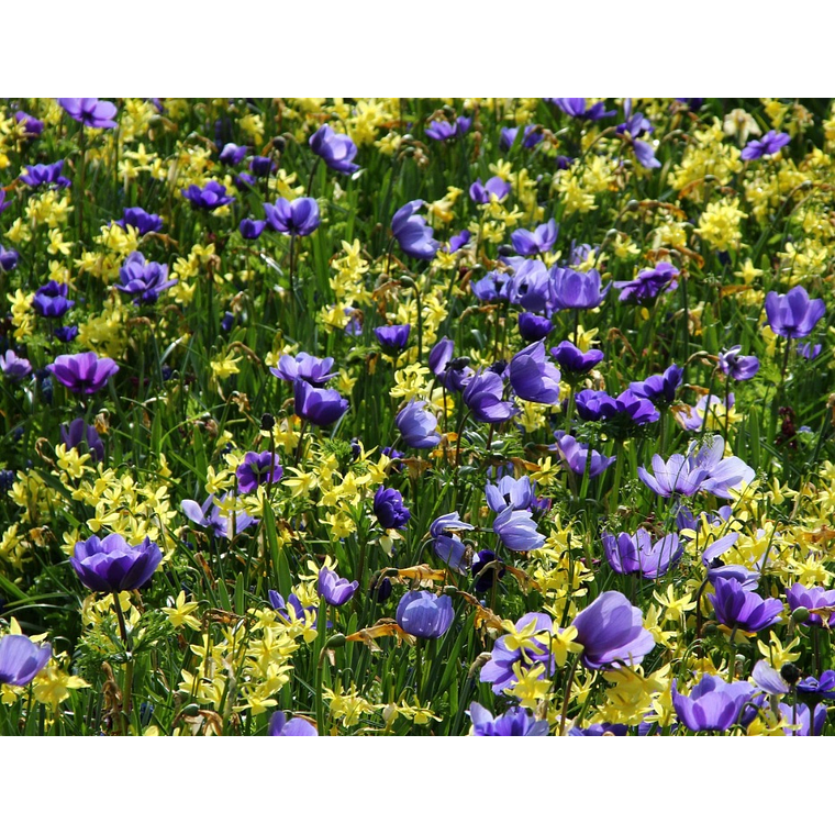 Cormo anemona Mr. Fokker 4/5 3