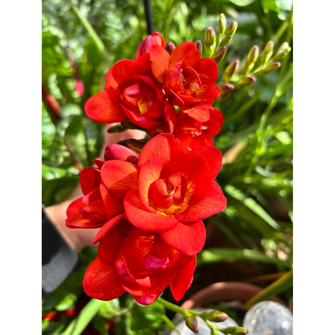 Cormo Fresia Doble Roja 5+ 1