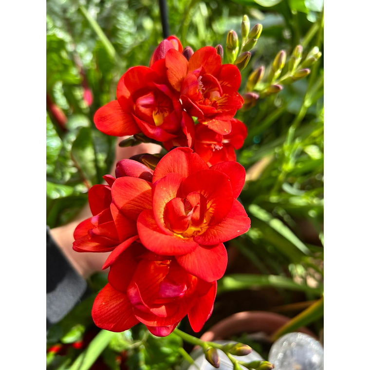 Cormo Fresia Doble Roja 5+ 1